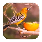 Oriole Bird Sounds | Indus Appstore | App Icon