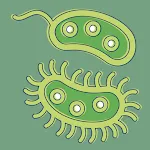 Bacteria: Types, Infections | Indus Appstore | App Icon