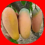 mango cultivation | Indus Appstore | App Icon