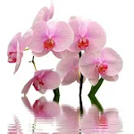 Orchid Wallpapers | Indus Appstore | App Icon