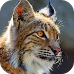 Bobcat Sounds | Indus Appstore | App Icon