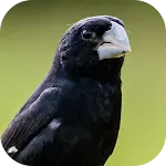 Beaked bird singing | Indus Appstore | App Icon