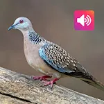 Spotted Dove: Sound, Ringtones | Indus Appstore | App Icon