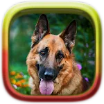 Picture Puzzle: German Shepherapp icon