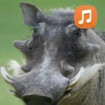 Wild Boar Sounds App | Indus Appstore | App Icon