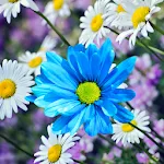 Daisies Flowers Live Wallpaper | Indus Appstore | App Icon