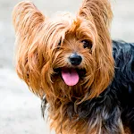 Yorkshire Terrier live wallpap | Indus Appstore | App Icon