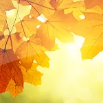 Wallpapers Autumn | Indus Appstore | App Icon