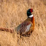 Pheasant Sounds | Indus Appstore | App Icon