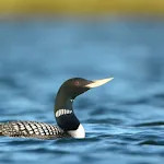 Loon Bird Sounds | Indus Appstore | App Icon