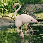 Flamingo Live Wallpaper | Indus Appstore | App Icon