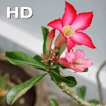 Desert rose | Indus Appstore | App Icon