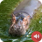 Hippopotamus Sounds | Indus Appstore | App Icon