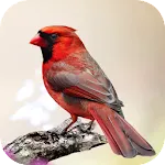 Cardinal Bird Sounds | Indus Appstore | App Icon