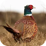 Pheasant Sounds | Indus Appstore | App Icon