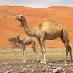 Camel Sound Effects | Indus Appstore | App Icon