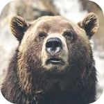 Bear Wallpapers | Indus Appstore | App Icon