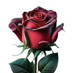 Flowers And Roses Images GIFs | Indus Appstore | App Icon