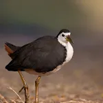 White-breasted waterhen Sounds | Indus Appstore | App Icon