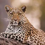 Leopard Sounds | Indus Appstore | App Icon