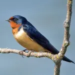 Swallow bird sounds | Indus Appstore | App Icon