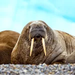 Walrus Sounds | Indus Appstore | App Icon