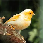 Canary Bird Sounds | Indus Appstore | App Icon