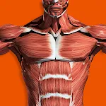 Muscular System 3D (anatomy)app icon