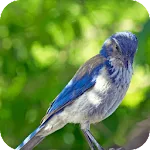 Relax & Sleep with Bird Sounds | Indus Appstore | App Icon