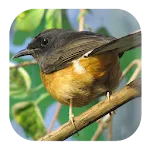 White-rumped Shama Sounds | Indus Appstore | App Icon