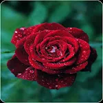 Red Rose HD Wallpapers | Indus Appstore | App Icon