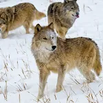 Wolf Sound Effects | Indus Appstore | App Icon