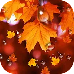 Maple Leaf Droplets Wallpaper | Indus Appstore | App Icon