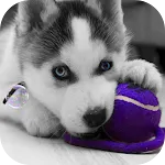 Husky puppies Live Wallpaper | Indus Appstore | App Icon