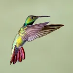 Hummingbird Sounds | Indus Appstore | App Icon