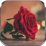 Rosas Rojas y Flores Hermosas | Indus Appstore | App Icon