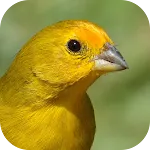 Canary bird singing | Indus Appstore | App Icon