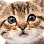 Cute Cat Wallpapers | Indus Appstore | App Icon