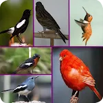 1000 Full Kicau Burung Lengkap | Indus Appstore | App Icon