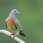 Green pigeon sounds | Indus Appstore | App Icon