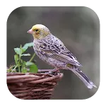 Canary Bird Sounds | Indus Appstore | App Icon