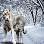 Bengal Tiger Live Wallpaper | Indus Appstore | App Icon