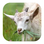 Goat Sounds | Indus Appstore | App Icon