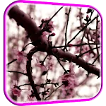 Sakura Live Wallpaper | Indus Appstore | App Icon