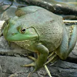 American Frog Sounds | Indus Appstore | App Icon