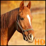 horse pictures | Indus Appstore | App Icon