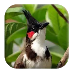 Red-whiskered Bulbul Sounds | Indus Appstore | App Icon