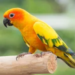 Sun conure bird sounds | Indus Appstore | App Icon