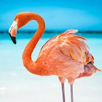 The Flamingo | Indus Appstore | App Icon