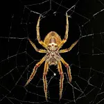 Spider Wallpapers | Indus Appstore | App Icon